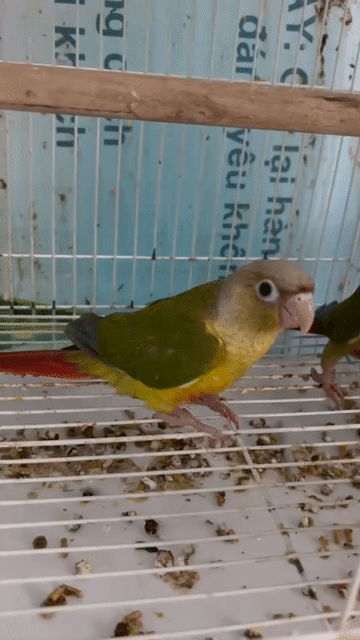 Vẹt Greencheek trống mái 3 tháng tuổi. Mua bán Chim tại Thành phố Thủ Đức Tp Hồ Chí Minh được đăng bởi Quốc HUY hình 1