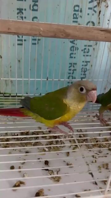 Vẹt Greencheek trống mái 3 tháng tuổi. Mua bán Chim tại Thành phố Thủ Đức Tp Hồ Chí Minh được đăng bởi Quốc HUY hình 1
