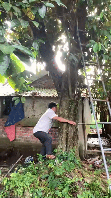 Cây ăn quả Vú sữa 2m. Mua bán Cây cảnh, đồ trang trí tại Huyện Quế Sơn Quảng Nam được đăng bởi Ngoc hình 1