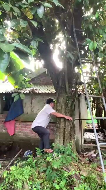Cây ăn quả Vú sữa 2m. Mua bán Cây cảnh, đồ trang trí tại Huyện Quế Sơn Quảng Nam được đăng bởi Ngoc hình 1