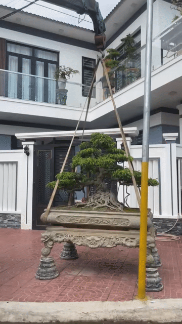 Cây cảnh Bonsai. Mua bán Cây cảnh, đồ trang trí tại Quận Kiến An Hải Phòng được đăng bởi Cảnh Dương hình 1