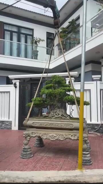 Cây cảnh Bonsai. Mua bán Cây cảnh, đồ trang trí tại Quận Kiến An Hải Phòng được đăng bởi Cảnh Dương hình 1