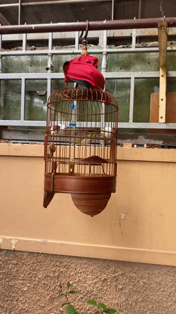 bán bộ khoen gần 2 mùa lồng vác dừa xưa. Mua bán Chim tại Thành phố Vũng Tàu Bà Rịa - Vũng Tàu được đăng bởi tien hình 1