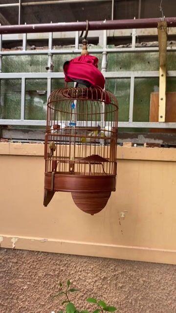 bán bộ khoen gần 2 mùa lồng vác dừa xưa. Mua bán Chim tại Thành phố Vũng Tàu Bà Rịa - Vũng Tàu được đăng bởi tien hình 1