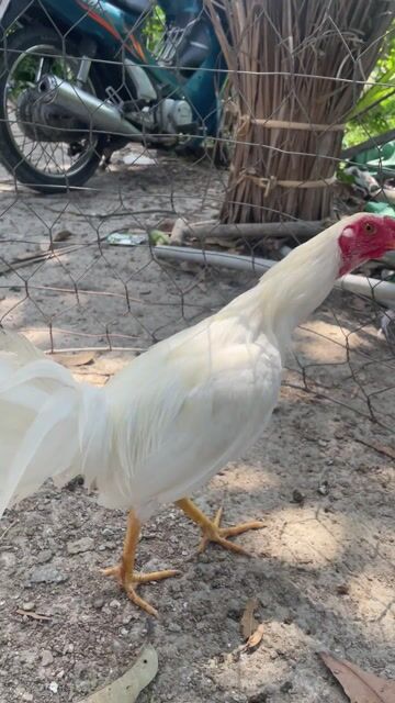 Gà úa tơ 1kg mới biết gáy. Mua bán Gà tại Huyện Mang Thít Vĩnh Long được đăng bởi nhựt anh hình 1