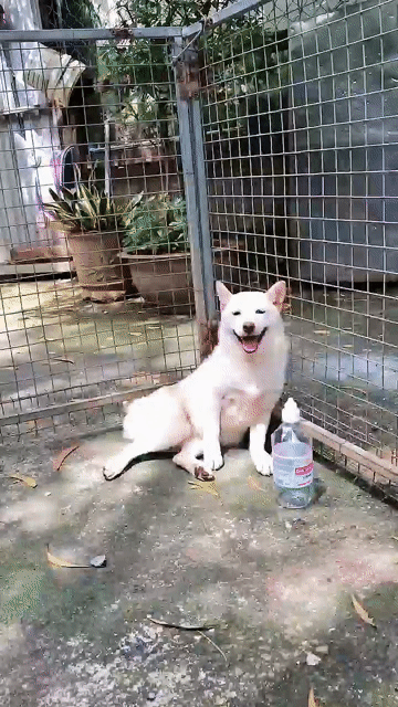 Chó Shiba Tuyết đực tiêm đầy đủ. Mua bán Chó tại Quận Tân Phú Tp Hồ Chí Minh được đăng bởi Duy Nhật Phùng hình 1