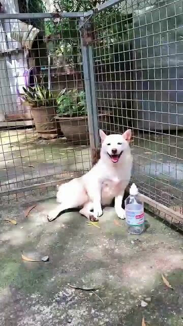 Chó Shiba Tuyết đực tiêm đầy đủ. Mua bán Chó tại Quận Tân Phú Tp Hồ Chí Minh được đăng bởi Duy Nhật Phùng hình 1