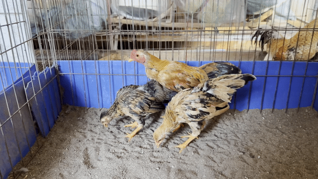 Gà tre bắc màu khét. Mua bán Gà tại Huyện Khoái Châu Hưng Yên được đăng bởi Tuấn Anh hình 1