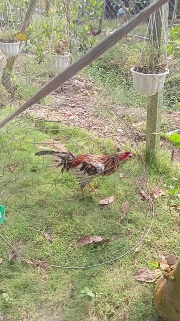 Gà Mỹ 2.8kg Đực Đa sắc. Mua bán Gà tại Huyện Tháp Mười Đồng Tháp được đăng bởi Lê Nhi hình 1