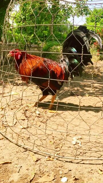 Gà chọi Kelso Mỹ 3kg Đực. Mua bán Gà tại Huyện Châu Thành Hậu Giang được đăng bởi Tung Tran hình 1