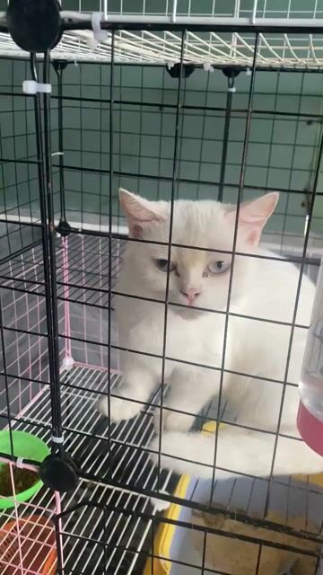 bé gái aln chân lùn đã phối hyma. Mua bán Mèo tại Quận 1 Tp Hồ Chí Minh được đăng bởi PET SHOP NẮNG hình 1