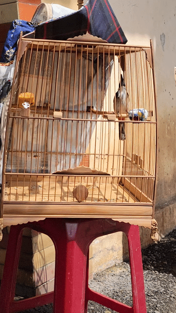 Chim chào mào trống màu Đen trắng. Mua bán Chim tại Huyện Hoài Đức Hà Nội được đăng bởi Anh Nguyên hình 1