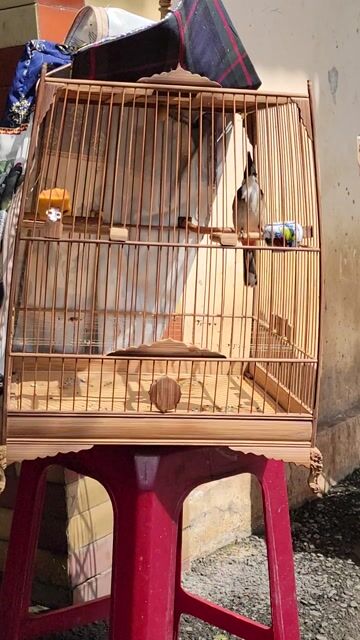 Chim chào mào trống màu Đen trắng. Mua bán Chim tại Huyện Hoài Đức Hà Nội được đăng bởi Anh Nguyên hình 1
