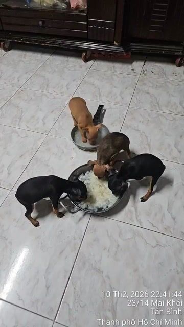 Chó Phốc Hươu 1.5 tháng. Mua bán Chó tại Quận Tân Bình Tp Hồ Chí Minh được đăng bởi Huỳnh Văn Hưng hình 1