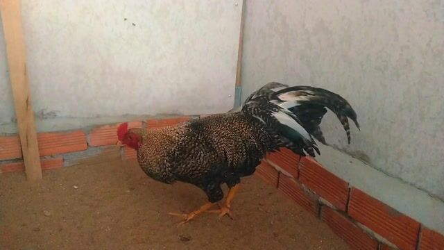 Gà chọi đực 2.4kg. Mua bán Gà tại Huyện Thới Lai Cần Thơ được đăng bởi Kiệt hình 1