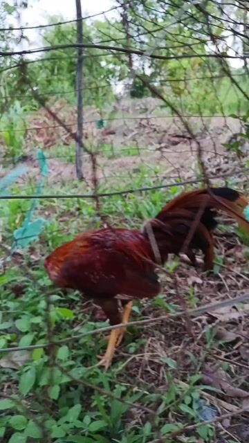 khét simon 1k350..mẻ xịn. Mua bán Gà tại Huyện Phong Điền Cần Thơ được đăng bởi khánh hình 1