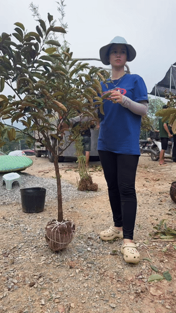 Cây giống Vú sữa Mica. Mua bán Cây cảnh, đồ trang trí tại Huyện Sông Lô Vĩnh Phúc được đăng bởi Tình Nguyễn hình 1