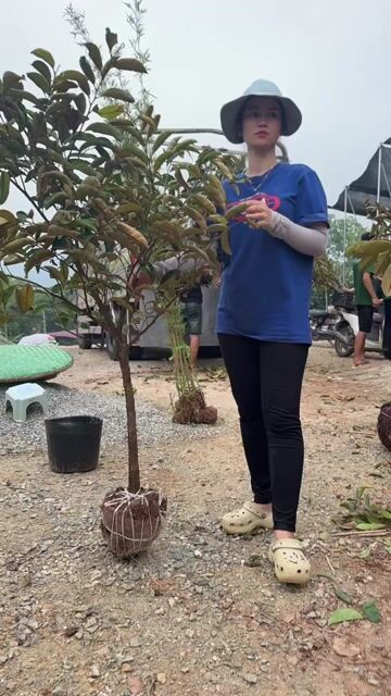 Cây giống Vú sữa Mica. Mua bán Cây cảnh, đồ trang trí tại Huyện Sông Lô Vĩnh Phúc được đăng bởi Tình Nguyễn hình 1