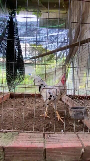 Gà siu thai mỹ. Mua bán Gà tại Huyện Châu Thành Kiên Giang được đăng bởi linh hình 1