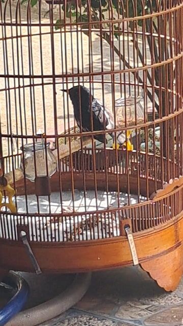 Chim chích choè than đực hót. Mua bán Chim tại Huyện Trảng Bom Đồng Nai được đăng bởi Vương 3 tuổi hình 1