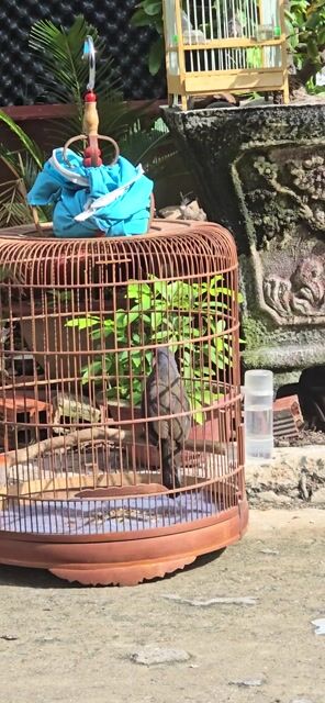 cần gl qua chim chích chòe đất . Mua bán Chim tại Quận 12 Tp Hồ Chí Minh được đăng bởi Tungtran hình 1
