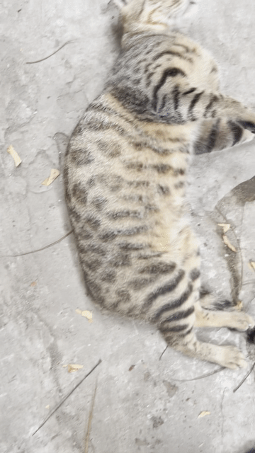 Mèo Bengal cái đã đẻ 1 lứa. Mua bán Mèo tại Huyện Thường Tín Hà Nội được đăng bởi shop đất thường tín hình 1