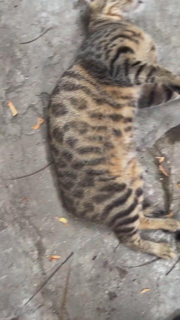 Mèo Bengal cái đã đẻ 1 lứa. Mua bán Mèo tại Huyện Thường Tín Hà Nội được đăng bởi shop đất thường tín hình 1