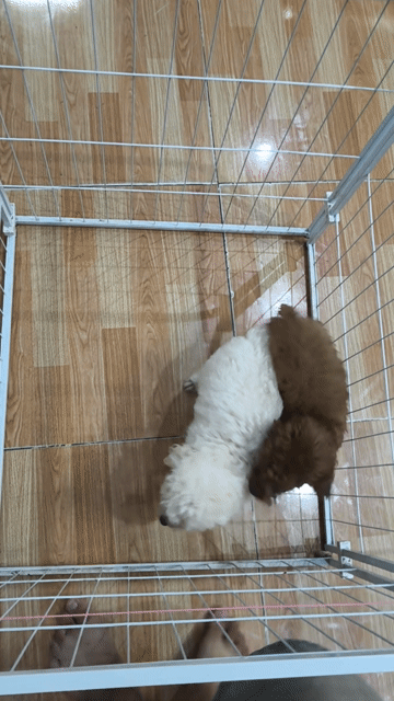 Chó Poodle Nâu trắng. Mua bán Chó tại Thành phố Vĩnh Long Vĩnh Long được đăng bởi Minh Luan Huynh hình 1