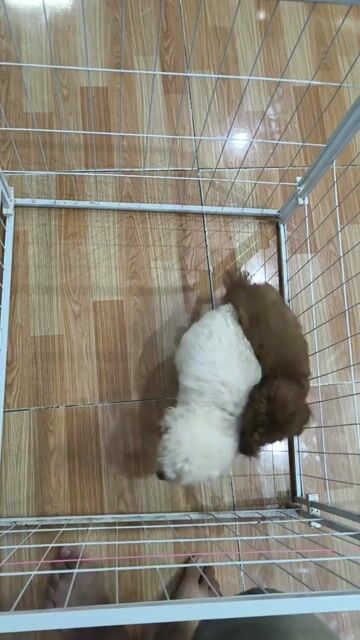Chó Poodle Nâu trắng. Mua bán Chó tại Thành phố Vĩnh Long Vĩnh Long được đăng bởi Minh Luan Huynh hình 1