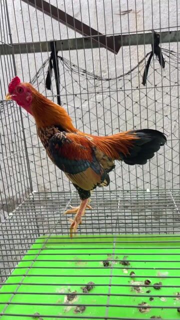 Gà trống 6lg. Mua bán Gà tại Huyện Bình Chánh Tp Hồ Chí Minh được đăng bởi Khoa Do hình 1