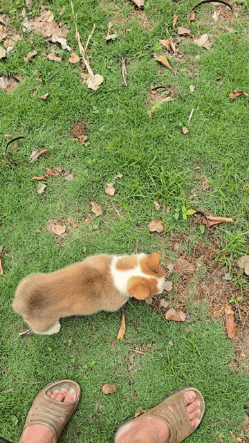 Chó Corgi lông ngắn mập mạp. Mua bán Chó tại Quận Bình Thạnh Tp Hồ Chí Minh được đăng bởi Bình Phan hình 1
