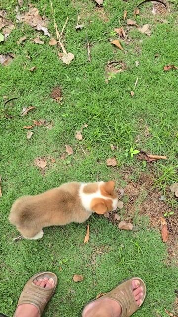 Chó Corgi lông ngắn mập mạp. Mua bán Chó tại Quận Bình Thạnh Tp Hồ Chí Minh được đăng bởi Bình Phan hình 1