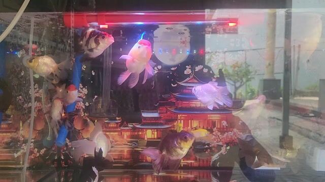 Cá cảnh Oranda nhỏ đa màu. Mua bán Thú cưng khác tại Quận 12 Tp Hồ Chí Minh được đăng bởi Hiệp hình 1