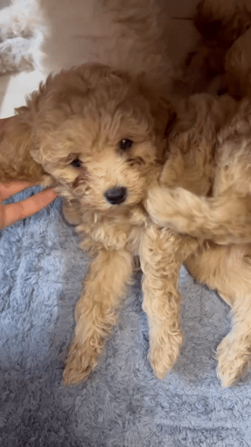 Chó Poodle đực Nâu gần 2 tháng đã tiêm. Mua bán Chó tại Thành phố Biên Hòa Đồng Nai được đăng bởi Nguyen Duc Huy hình 1