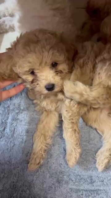 Chó Poodle đực Nâu gần 2 tháng đã tiêm. Mua bán Chó tại Thành phố Biên Hòa Đồng Nai được đăng bởi Nguyen Duc Huy hình 1