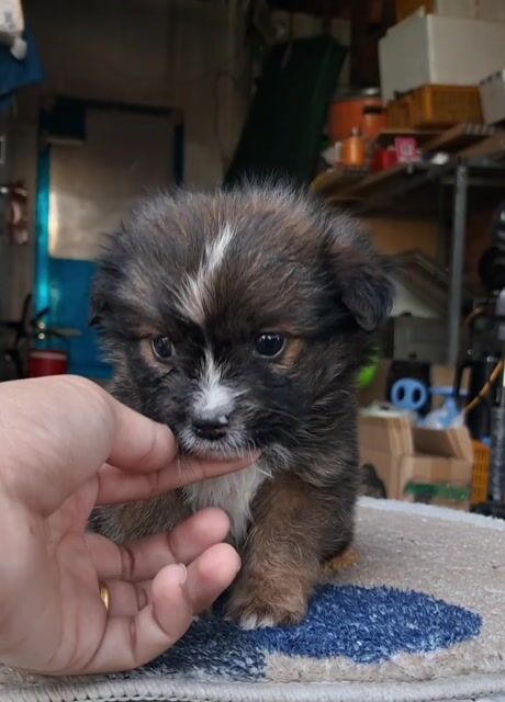 Chó Nhật lùn mini. Mua bán Chó tại Thành phố Thủ Đức Tp Hồ Chí Minh được đăng bởi Nguyễn thúy hình 1