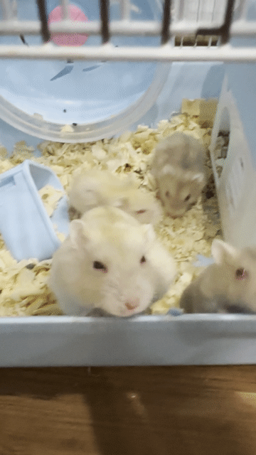 Chuột Hamster nhiều màu. Mua bán Thú cưng khác tại Quận Nam Từ Liêm Hà Nội được đăng bởi Nhàn hình 1