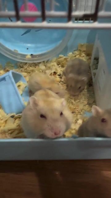 Chuột Hamster nhiều màu. Mua bán Thú cưng khác tại Quận Nam Từ Liêm Hà Nội được đăng bởi Nhàn hình 1