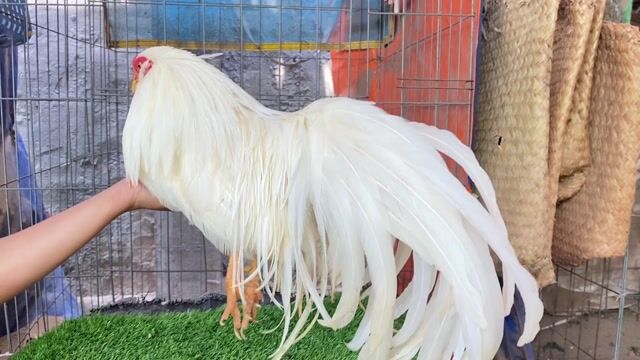Gà kiểng ,trắng đuôi dài. Mua bán Gà tại Quận 8 Tp Hồ Chí Minh được đăng bởi  Hiền Gà lai hình 1