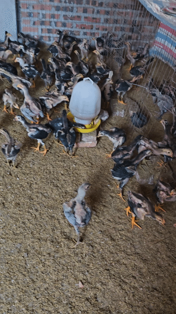 Gà chọi con 5 lạng đã tiêm. Mua bán Gà tại Huyện Sóc Sơn Hà Nội được đăng bởi công đô hình 1