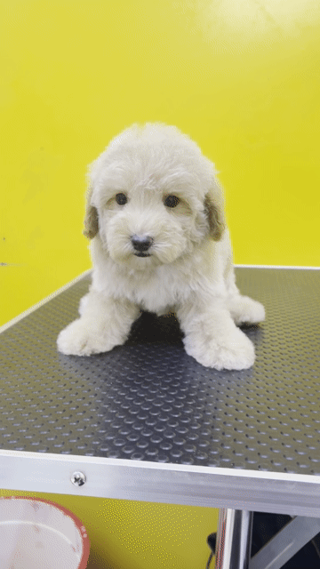 Chó Poodle Tiny toy đực. Mua bán Chó tại Thành phố Thuận An Bình Dương được đăng bởi Cường HT hình 1