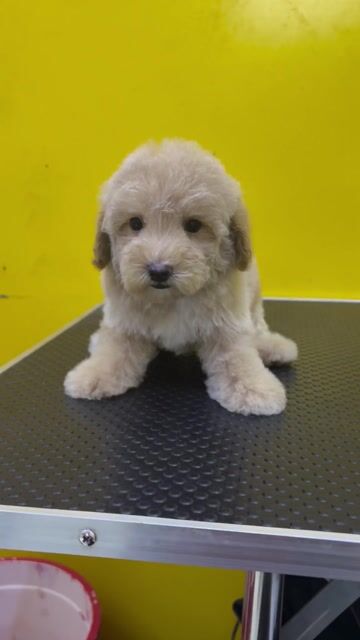Chó Poodle Tiny toy đực. Mua bán Chó tại Thành phố Thuận An Bình Dương được đăng bởi Cường HT hình 1