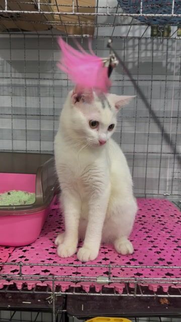 Mèo ALN lai cái bầu 10 tháng tủi. Mua bán Mèo tại Huyện Hóc Môn Tp Hồ Chí Minh được đăng bởi hng ng hình 1