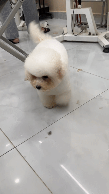 Chó Bichon Cái Mini 4 tháng Trắng. Mua bán Chó tại Quận Tân Phú Tp Hồ Chí Minh được đăng bởi thành hình 1