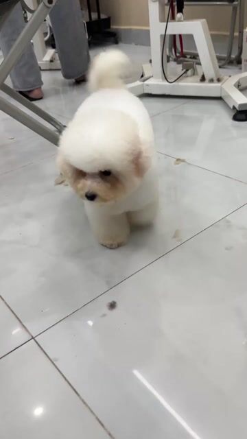 Chó Bichon Cái Mini 4 tháng Trắng. Mua bán Chó tại Quận Tân Phú Tp Hồ Chí Minh được đăng bởi thành hình 1