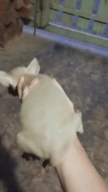 Chó Phốc Hươu đực gần 2 tháng. Mua bán Chó tại Thành phố Buôn Ma Thuột Đắk Lắk được đăng bởi Hà Thanh Trần Thị hình 1