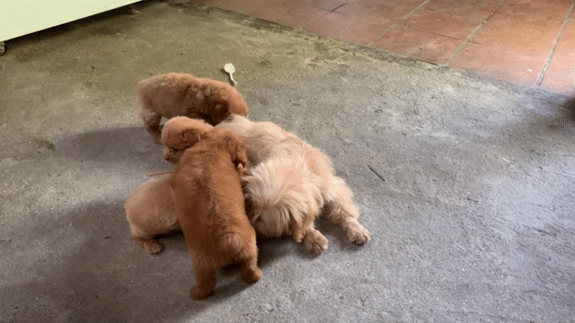 CHÓ POODLE SIZE TINI MẬP 2 THÁNG TUỔI. Mua bán Chó tại Quận Hoàng Mai Hà Nội được đăng bởi HÀ UYỂN NHI  hình 1