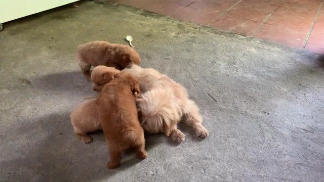 CHÓ POODLE SIZE TINI MẬP 2 THÁNG TUỔI. Mua bán Chó tại Quận Hoàng Mai Hà Nội được đăng bởi HÀ UYỂN NHI  hình 1