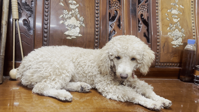Poodle đực 8 tháng tuổi. Mua bán Chó tại Thành phố Thủ Đức Tp Hồ Chí Minh được đăng bởi Cẩm  hình 1