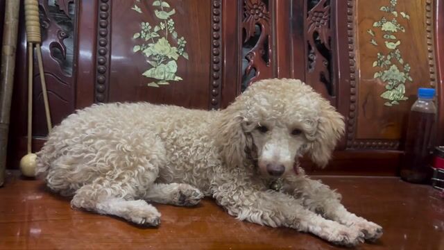 Poodle đực 8 tháng tuổi. Mua bán Chó tại Thành phố Thủ Đức Tp Hồ Chí Minh được đăng bởi Cẩm  hình 1